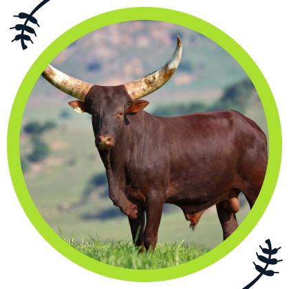 Introducing the Cattle of Kings