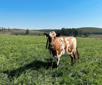 The History of the Ayrshire Dairy Breed