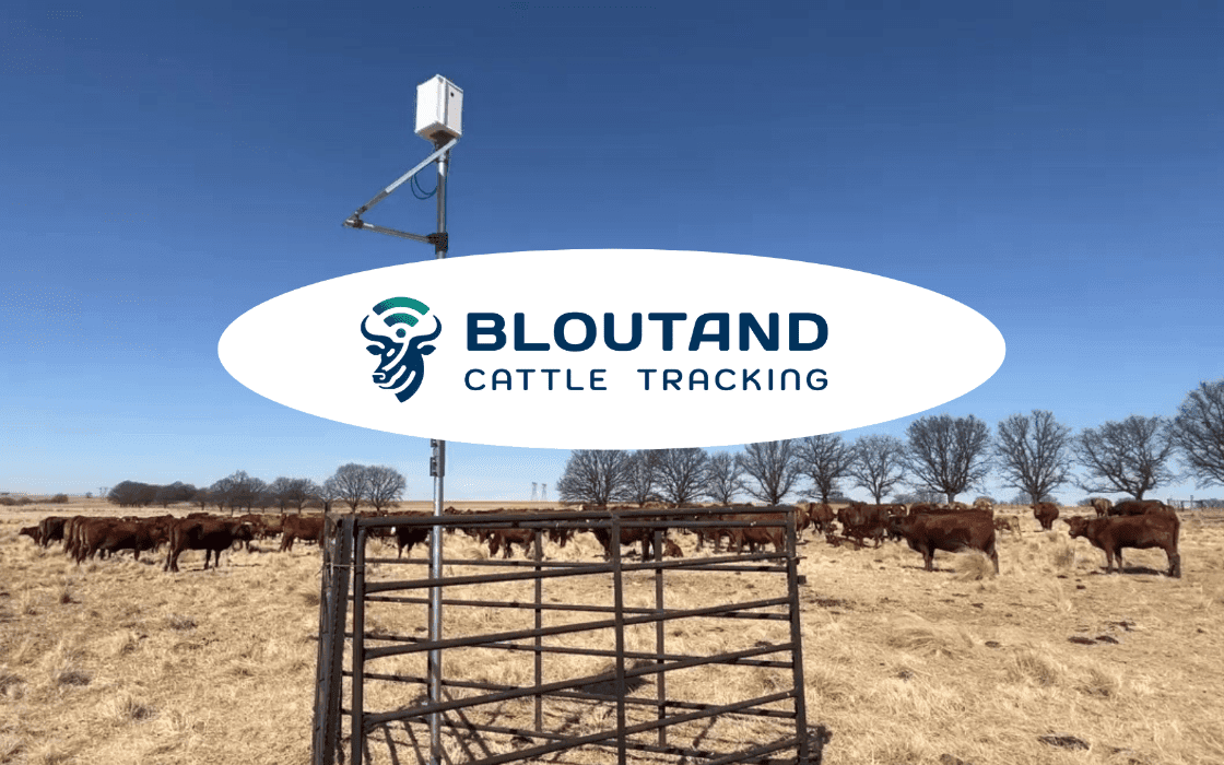 Bloutand Cattle Counting: The Future of Livestock Management