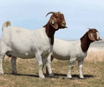 The South African Boer Goat