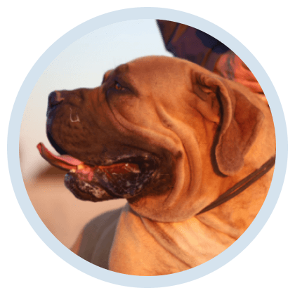 'n Ware Suid-Afrikaanse Skat: Die Boerboel