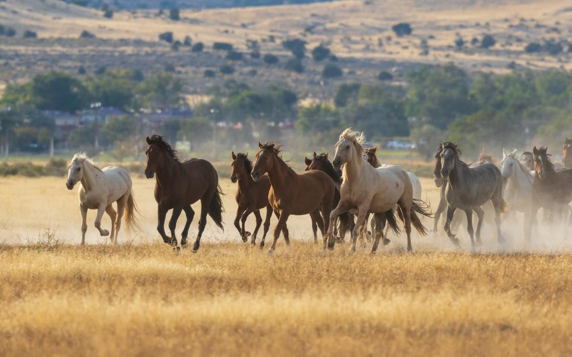 Equestrian Excellence: The Legacy and Heritage of the South African Boerperd