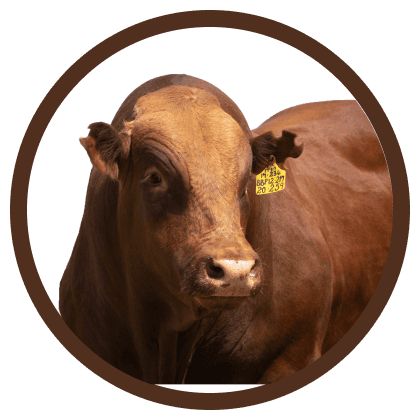 Bonsmara: The breed for every and any reason