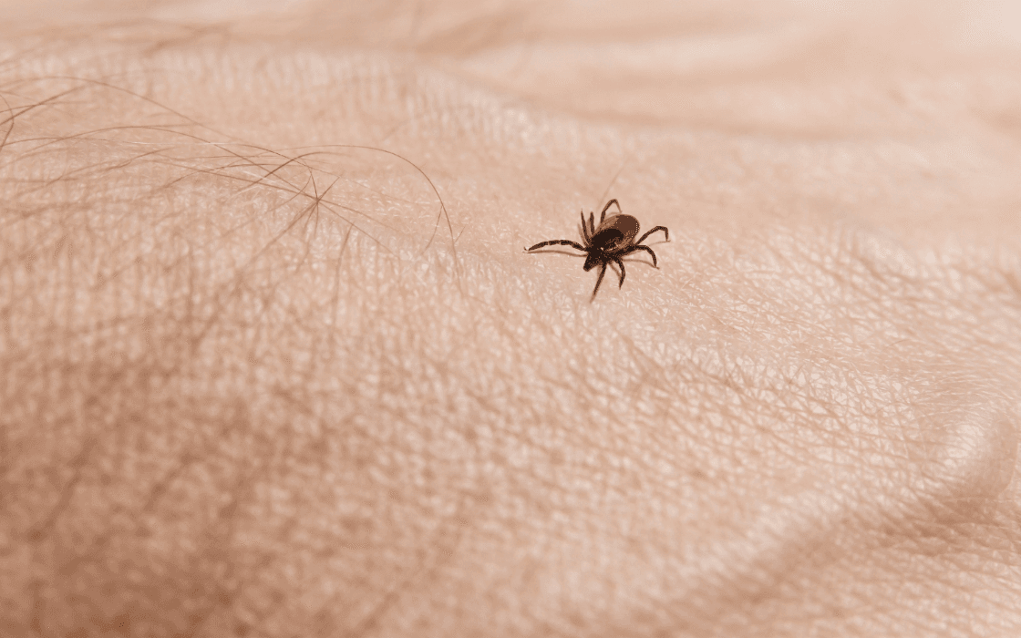 The Significance of Ticks in South Africa Part 5: The Bont-Legged Tick