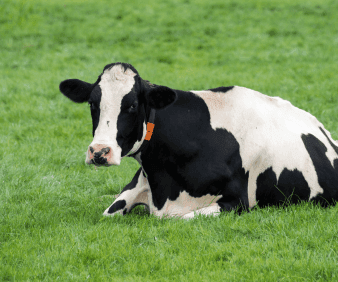 Milk Fever in Dairy Cows