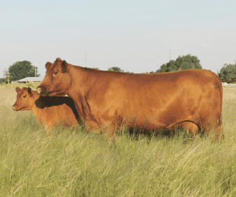 Discovering the Angus