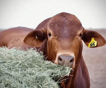 The Droughtmaster - A Robust Breed Adaptable Across Continents