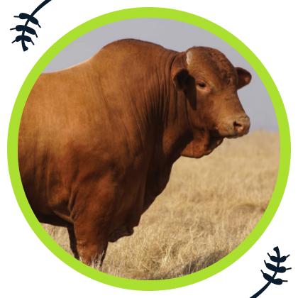 From the outback to the veld: The rise of the Droughtmaster Cattle Breed