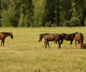 An alternative treatment to African Horse Sickness
