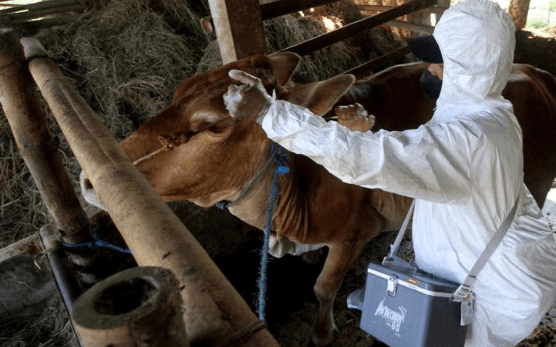 Foot and Mouth Disease: South Africa's Ongoing Battle and The Economic Fallout