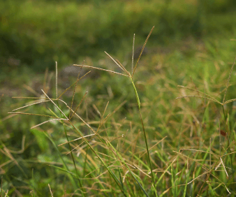 Discovering South Africa’s Grasses: Cynodon dactylon