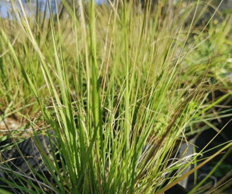 Discovering South Africa’s Grasses: Eragrostis curvula