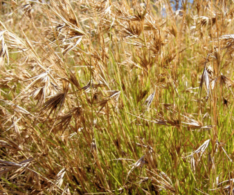 Discovering South Africa’s Grasses: Themeda triandra