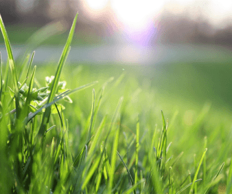 DISCOVERING SOUTH AFRICA’S GRASSES: An Introduction