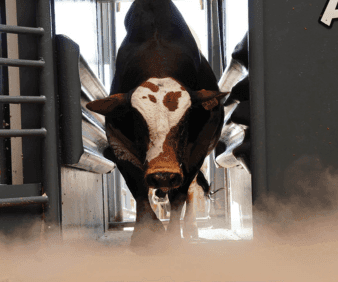 Triumph and pride at the 2023 Hurwitz Boran Auction