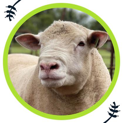 The Dual-purpose sheep breed taking South Africa by storm