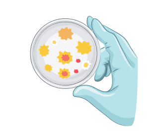 The use of ionophores in cattle