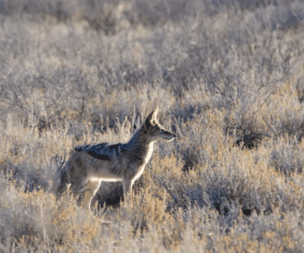 THE JACKAL: A POTENTIAL DEFINITIVE HOST OF NEOSPORA CANINUM