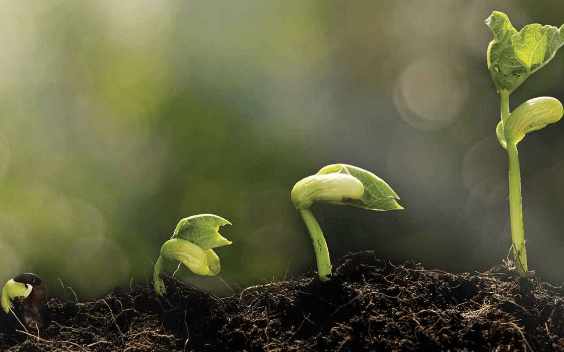 Importance of Understanding Your Soil for Planting
