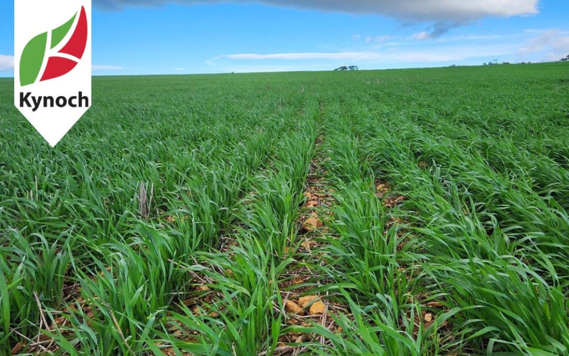 Unlocking Agricultural Potential with Kynoch's Expert Services and Solutions
