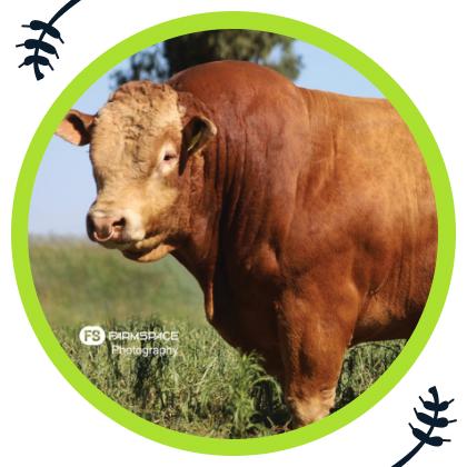 Beef Magnifique!