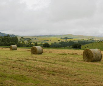 Livestock Nutrition: Exploring the potential of Forage Quality for ruminants