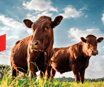 RAISING THE RED FLAG: Understanding Redwater and Immunity