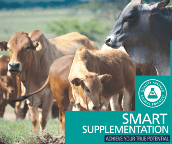 SMART SUPPLEMENTATION