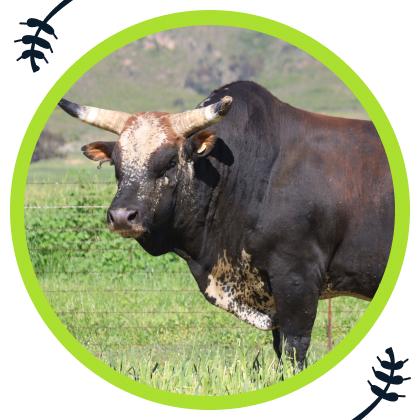 The Unfaltering Legacy of the reliable Nguni