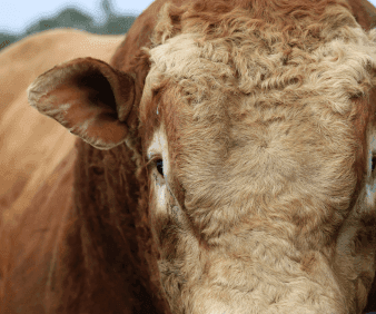 Optimal Bull preparation for successful auctions
