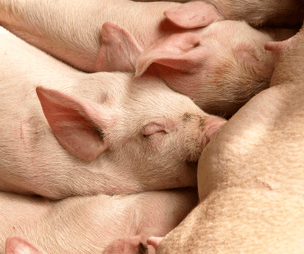 PORCINE NEONATAL HYPOTHERMIA
