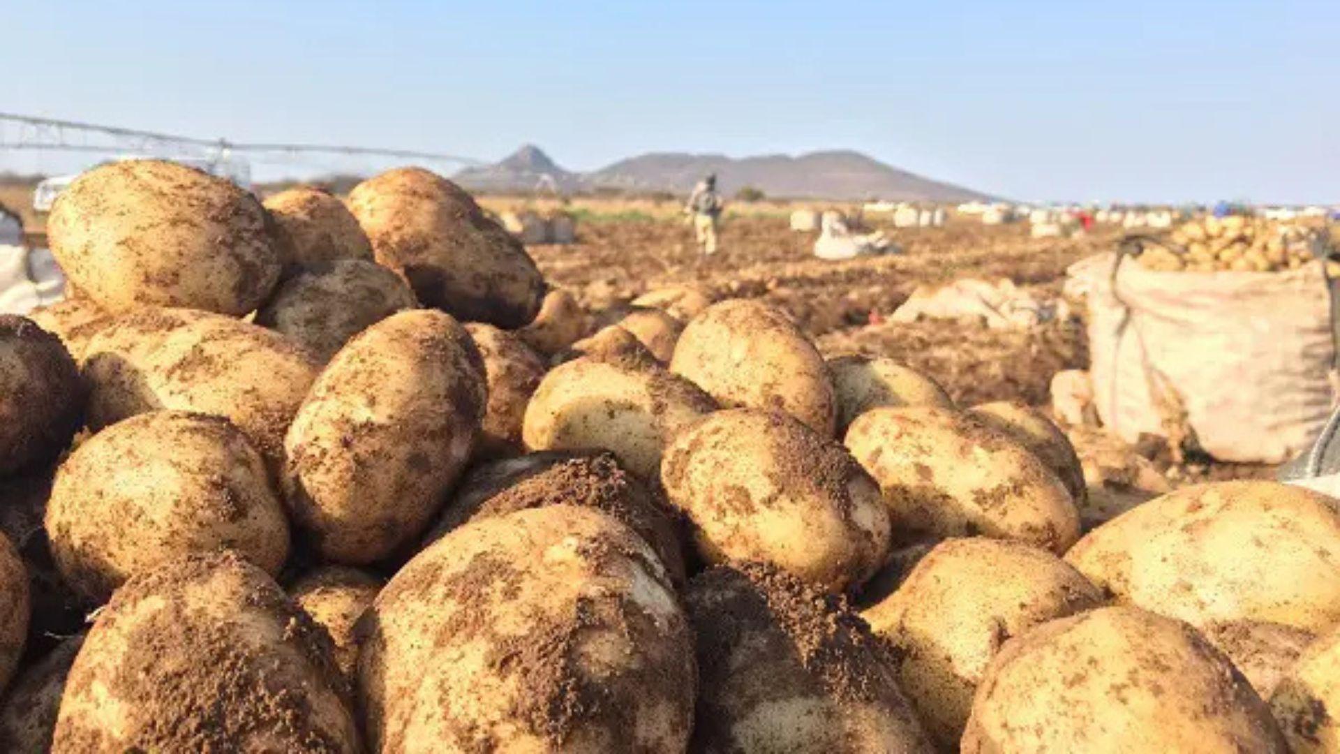 South Africa’s Potato Landscape: Challenges, Trends & Future Outlook