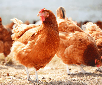 “FLAWS” in Poultry Farming: Tips to Effective House Evaluation and Management