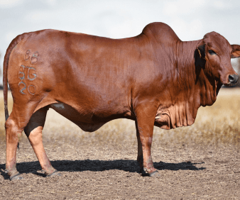 Preparation of female animals for auctions