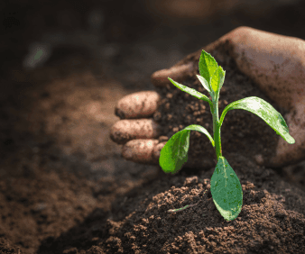 The Central Role of Soil in Agriculture