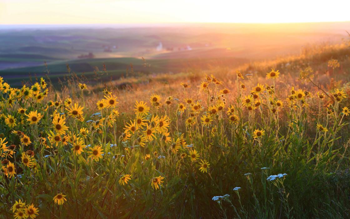 Springtime Hazards: Exploring 7 Vital Poisonous Plant Species Threatening Livestock