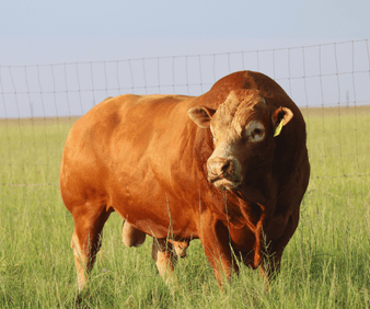 Preparing Stud Bulls for Auction. Key Considerations and Best Practices