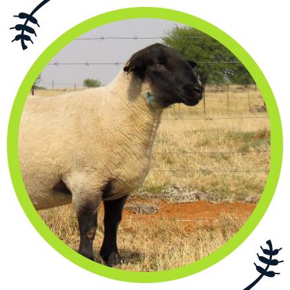 Growing Faster, Grazing Smarter: The Suffolk Sheep