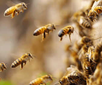 Pollination success needs more than bees in fields