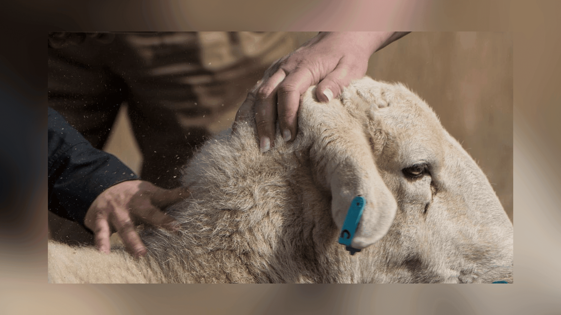 Unveiling the dynamics of bluetongue