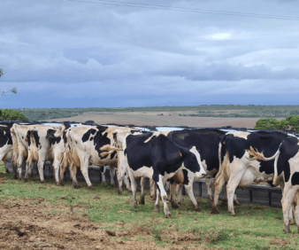 The impact of heatstress on dairycow fertility