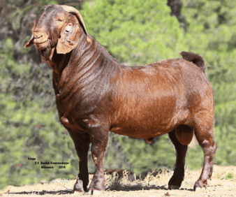 The Kalahari Reds: an Origin Story