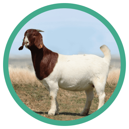 The goat: Friend or foe in the ongoing battle against bush enroachment?