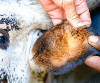 The Significance of Ticks in South Africa: The African Blue tick