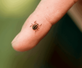 The Significance of Ticks in South Africa Part 3: The Red-Legged Tick