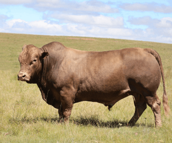 The Tuli: Unraveling the fascinating Africa Sanga Breed