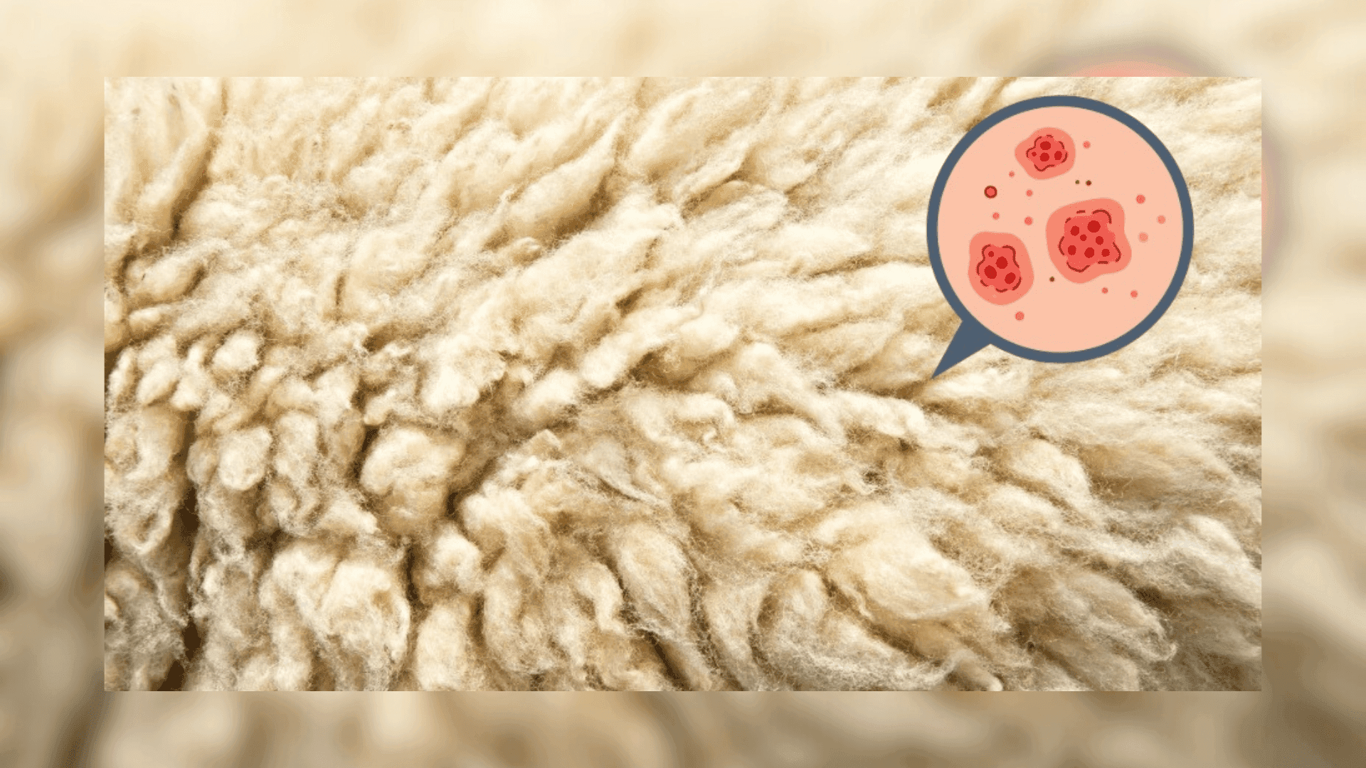 Understanding Dermatosparaxis (Ehlers–Danlos Syndrome) in Sheep
