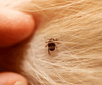 The significance of ticks in South Africa - Part 1