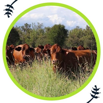 The Importance of Nutrition in Animal Husbandry