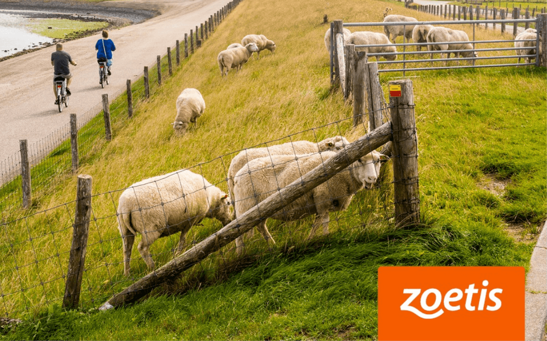 Zoetis: A Preventative Solution for Sheep Diseases